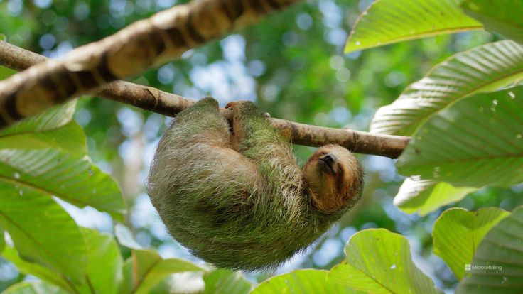 Sloth on Traffic Light